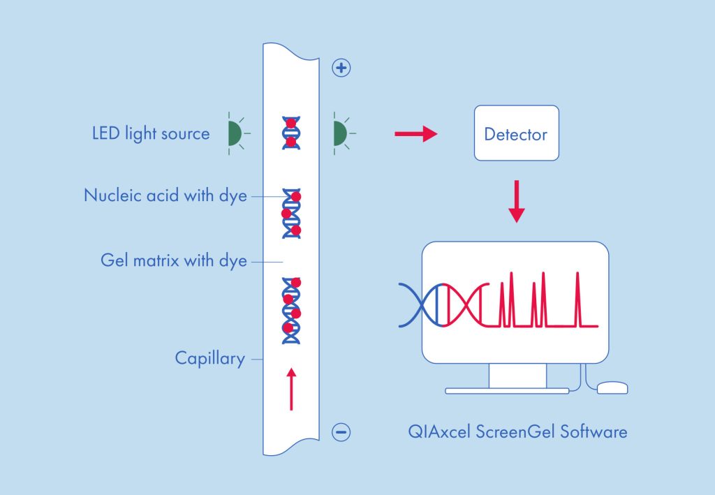QIAxcel Connect, Instrument, Automation, Electrophoresis, QIAxcel gel cartidge, Capillary electrophoresis principle