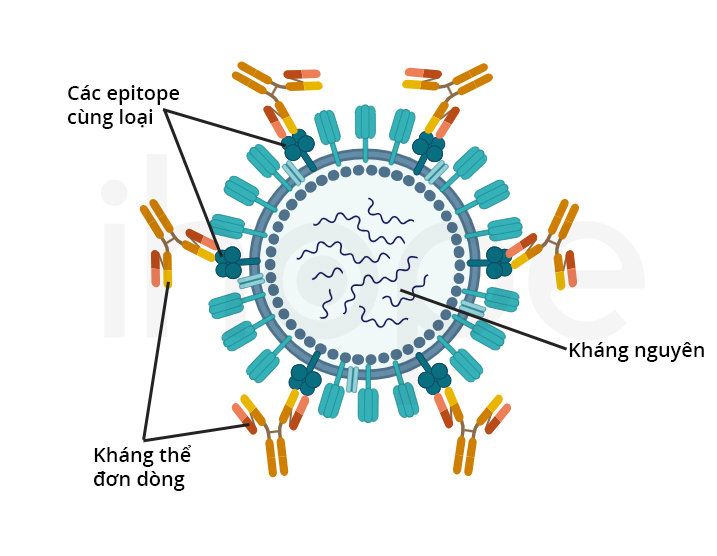 Khang the don dong mien dich