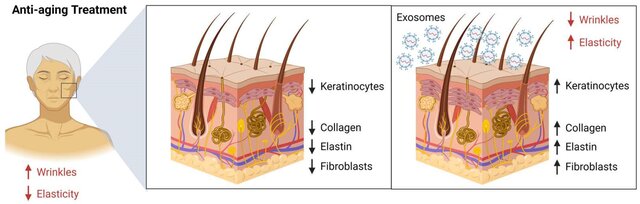 Role-of exosomes for-anti-aging-treatment