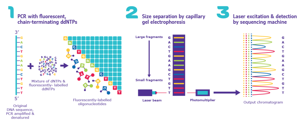 Giải trình tự sanger-sequencing_steps_process_diagram