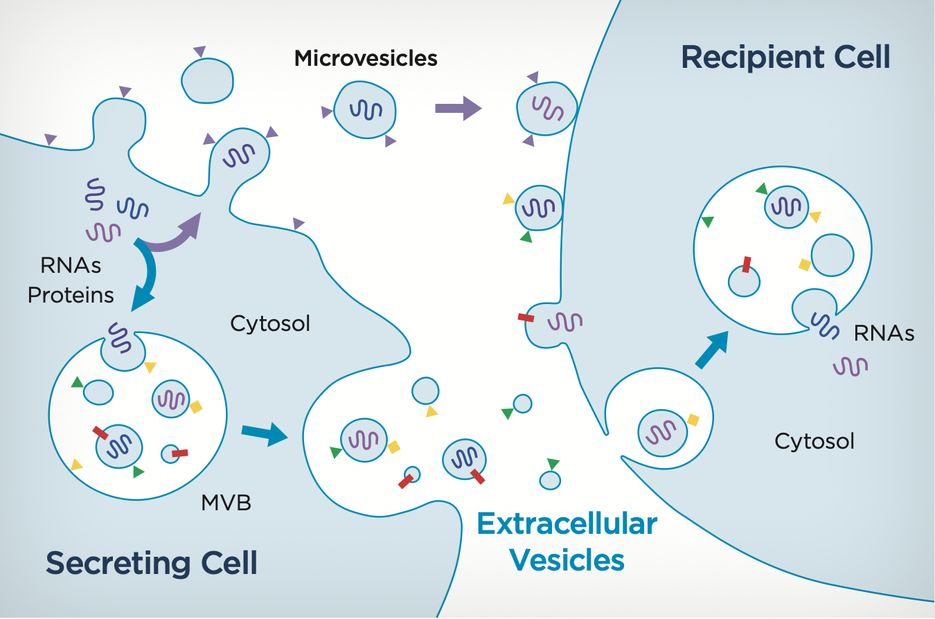 EV extracellular Vesicles