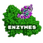 enzym