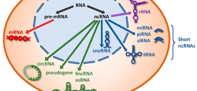 RNA classes