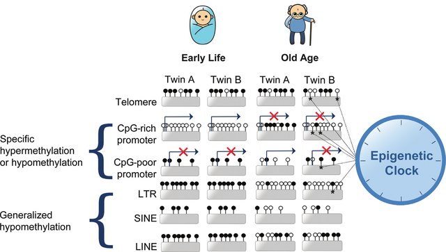 DNA methylation patterns of monozygotic twins