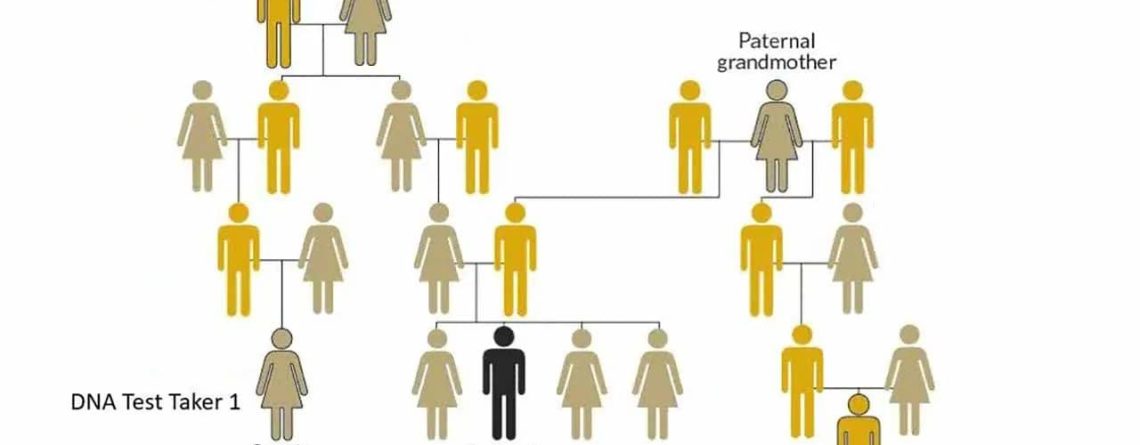 Phả hệ di truyền